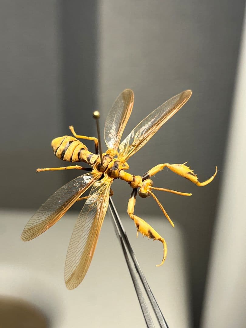 オオイクビカマキリモドキの標本 ハエ カゲロウ かげろう ヘビトンボ 蜻蛉