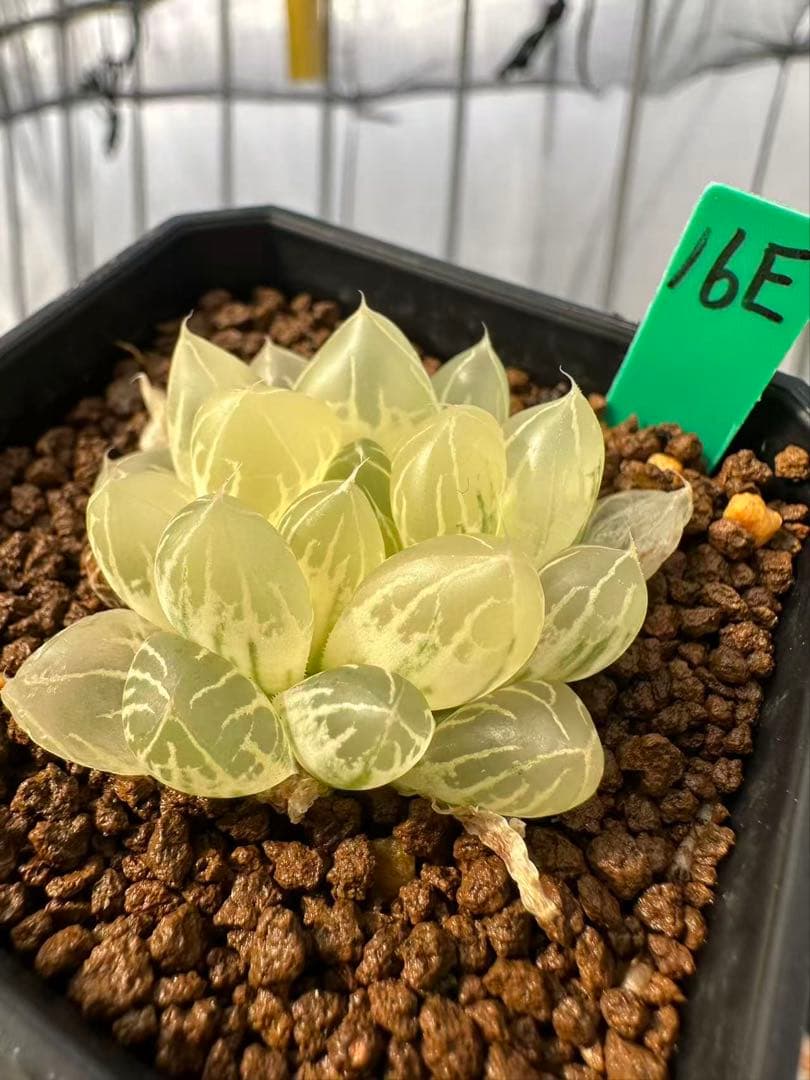 16E多肉植物 ハオルチア 水晶オブツーサ錦実生糊斑