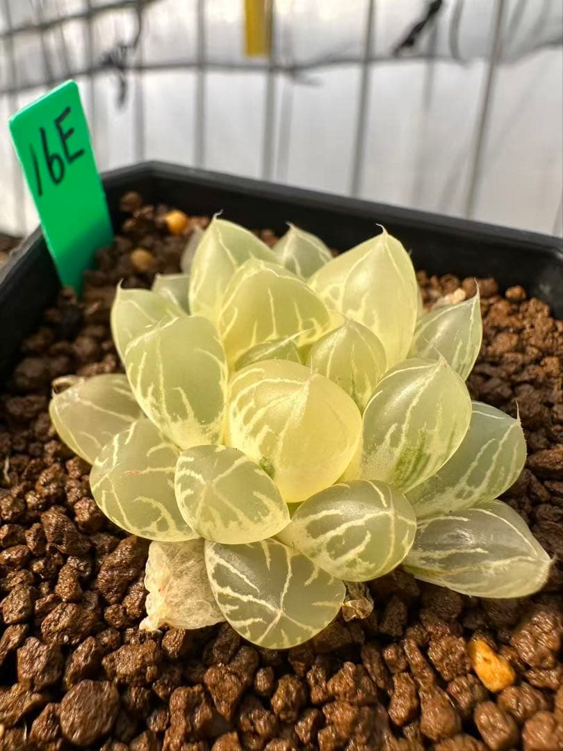 16E多肉植物 ハオルチア 水晶オブツーサ錦実生糊斑