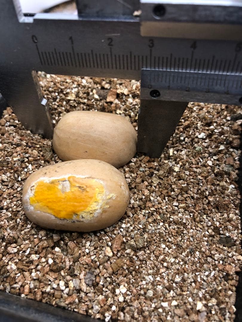 Q83エンセファラルトス ホリダス 種子2粒