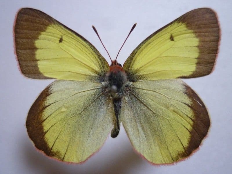 【国産蝶標本】ミヤマモンキチョウ♂/富山県.赤木岳産/47mm