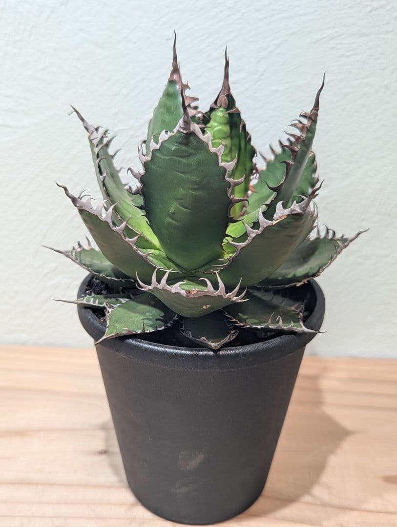 アガベ・ホリダ②　4号鉢　鋸歯が美しい人気種