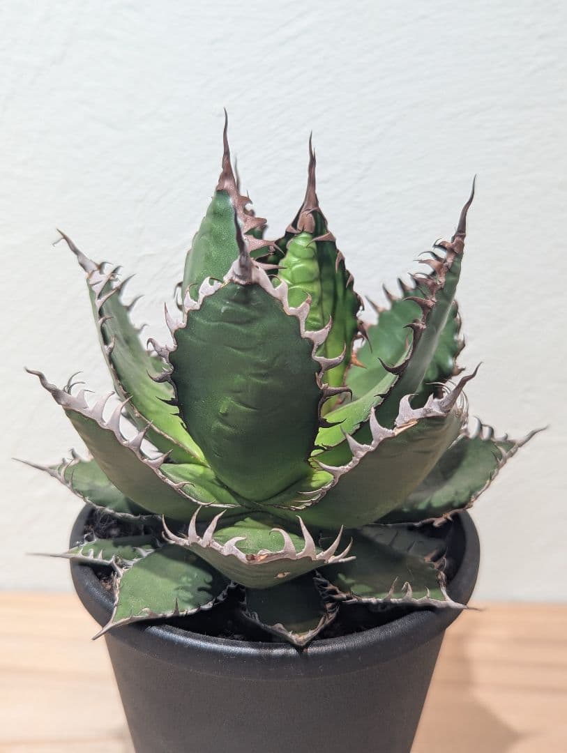 アガベ・ホリダ②　4号鉢　鋸歯が美しい人気種