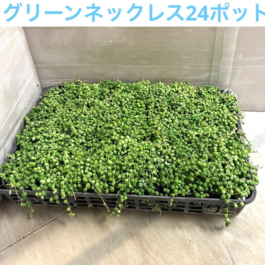 プチプチのグリーンネックレス24ポット ラスト