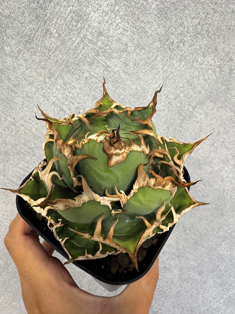 アガベ　オテロイ　シーザー　特選中株