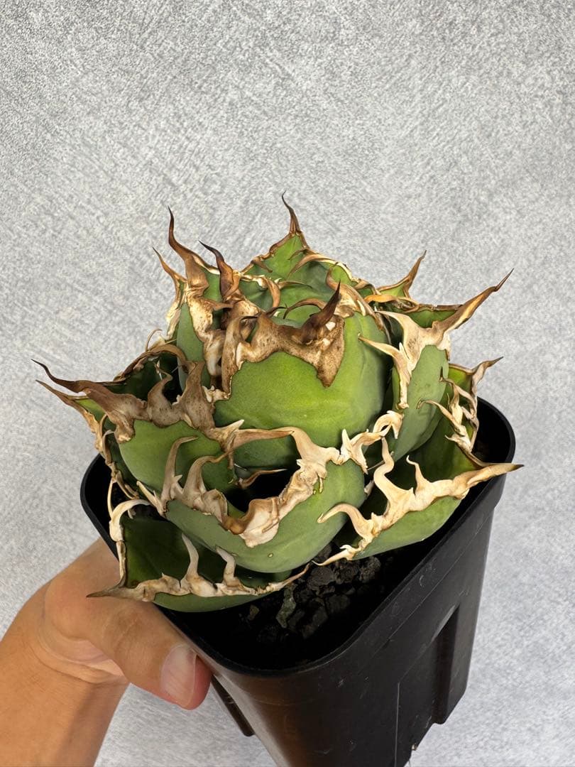 アガベ　オテロイ　シーザー　特選中株