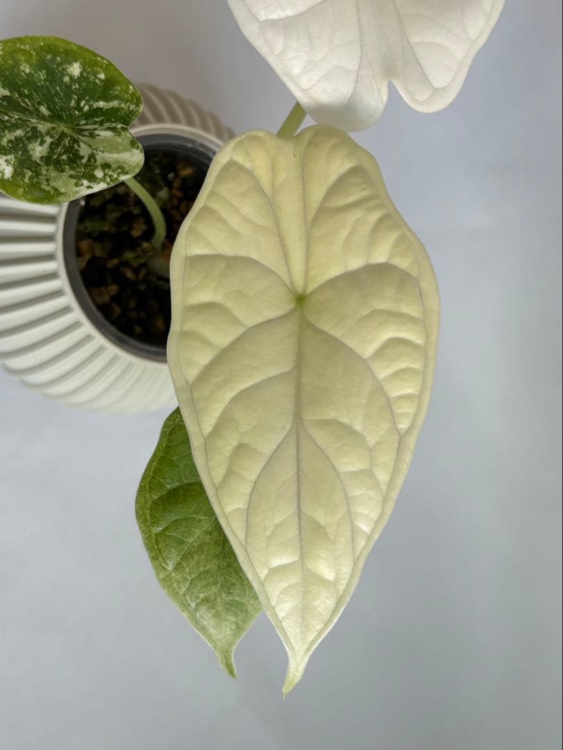 Alocasia Dragon Scale Variegata 【0】