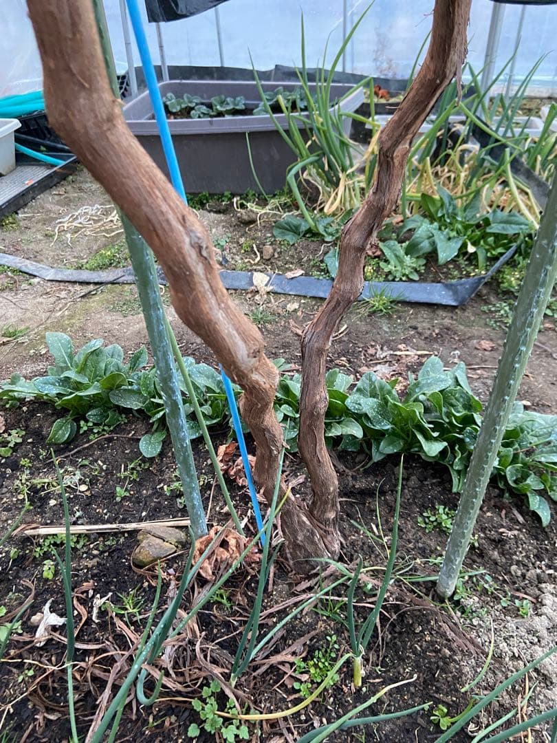 藤稔　ぶどう　7年木　接木苗　苗木　シャインマスカット　ピオーネ　巨峰