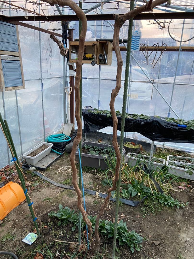 藤稔　ぶどう　7年木　接木苗　苗木　シャインマスカット　ピオーネ　巨峰