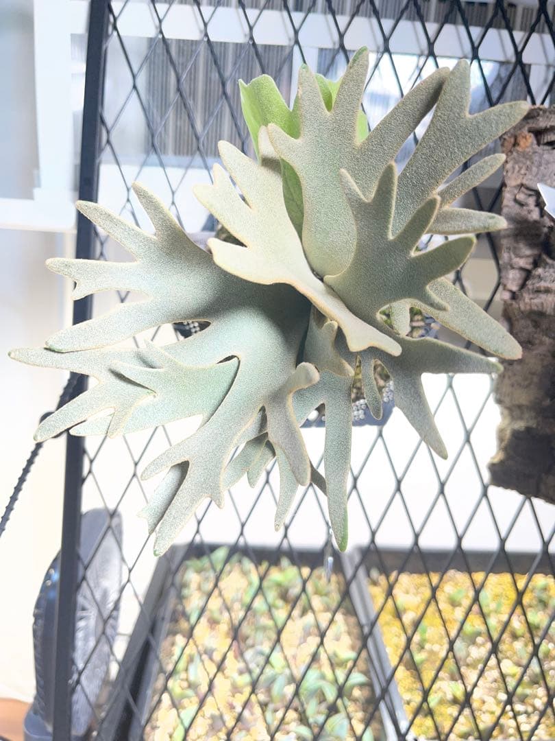 ビカクシダ willinckii 'OMG'スポア株