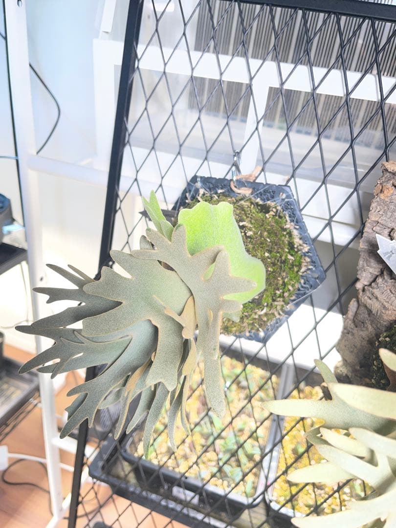 ビカクシダ willinckii 'OMG'スポア株