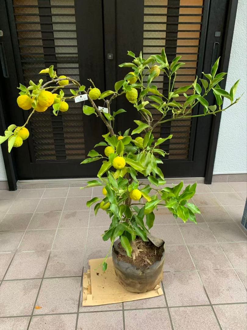 花柚苗木 特大株 果樹