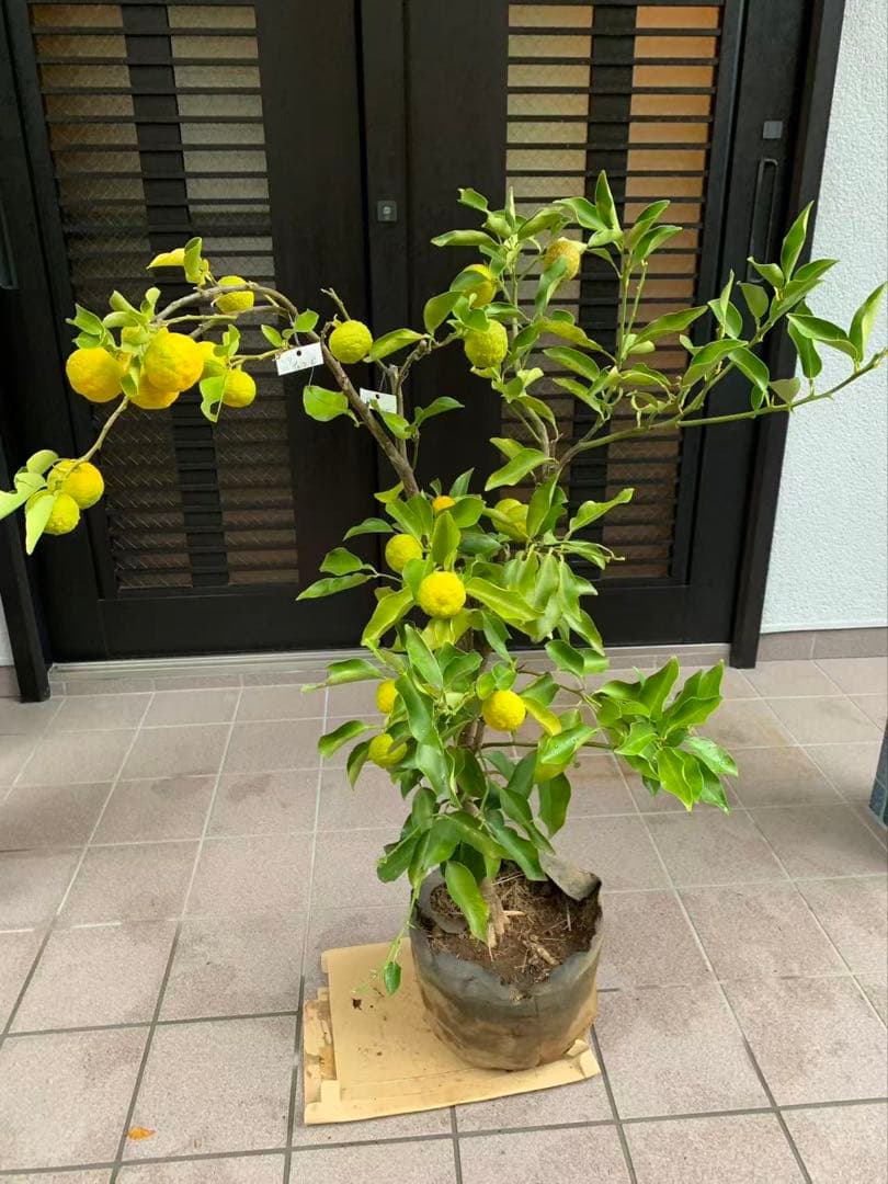 花柚苗木 特大株 果樹