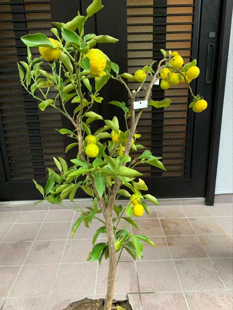 花柚苗木 特大株 果樹