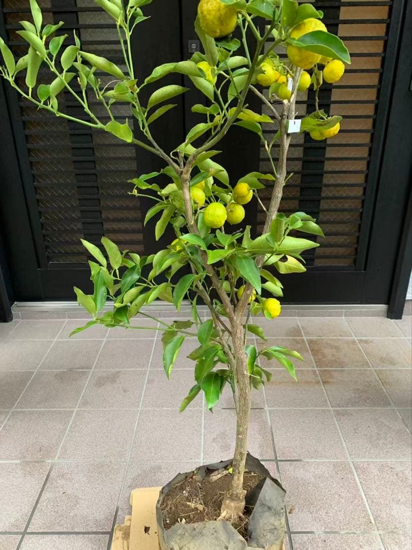 花柚苗木 特大株 果樹