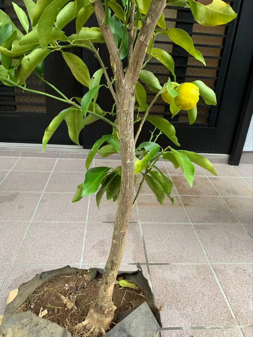 花柚苗木 特大株 果樹