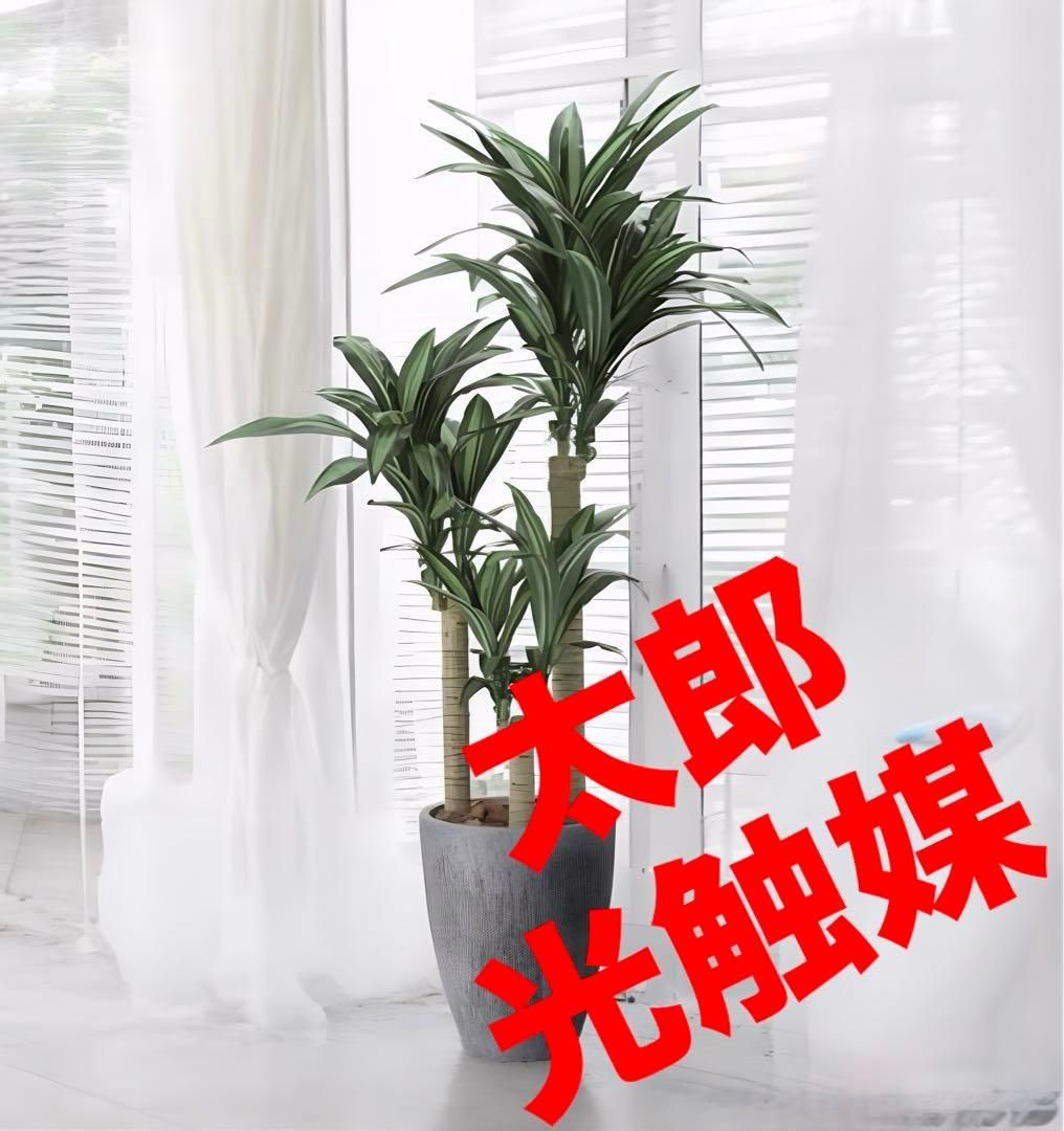 光触媒　人工観葉植物　フェイクグリーンナチュラル幸福の木1.65