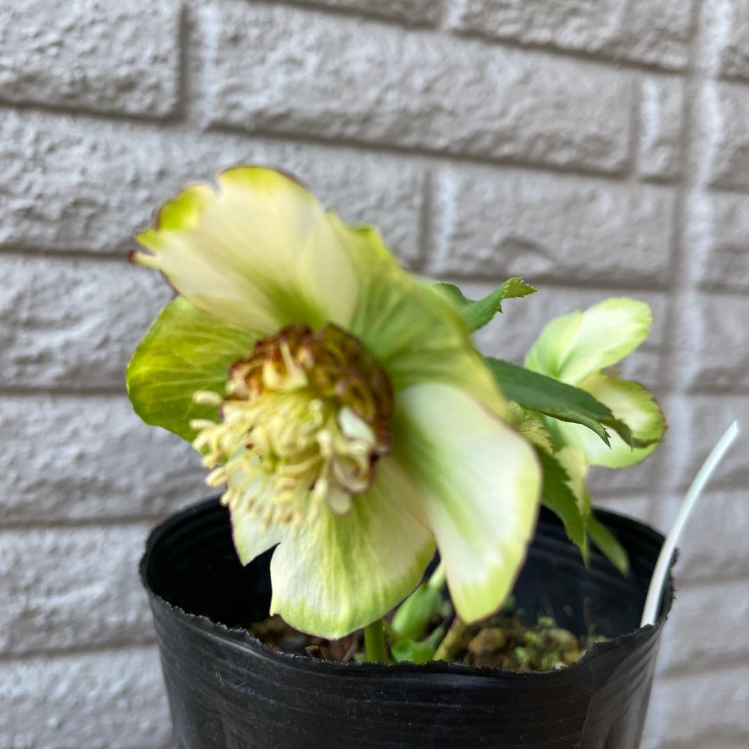 クリスマスローズ ピコ利休