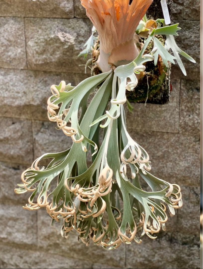 ビカクシダ P. willinckii Anapat#9 (PUP) 2