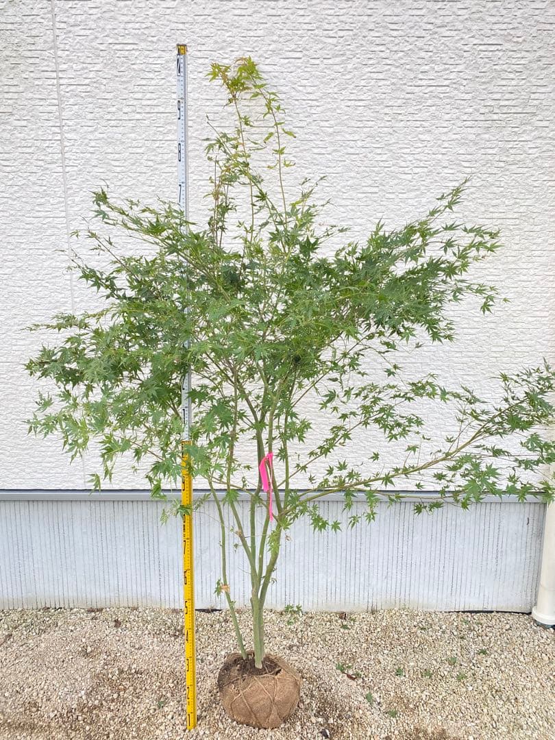イロハモミジ　５本立ち　樹高H1.6m