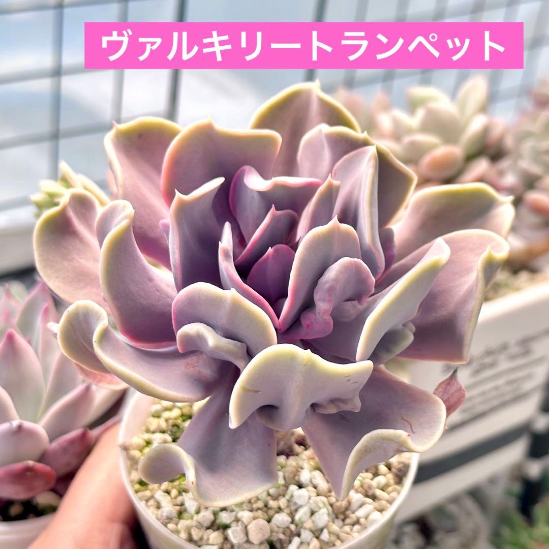 【激レア@4780】ヴァルキュリートランペット(コブエケ)大苗