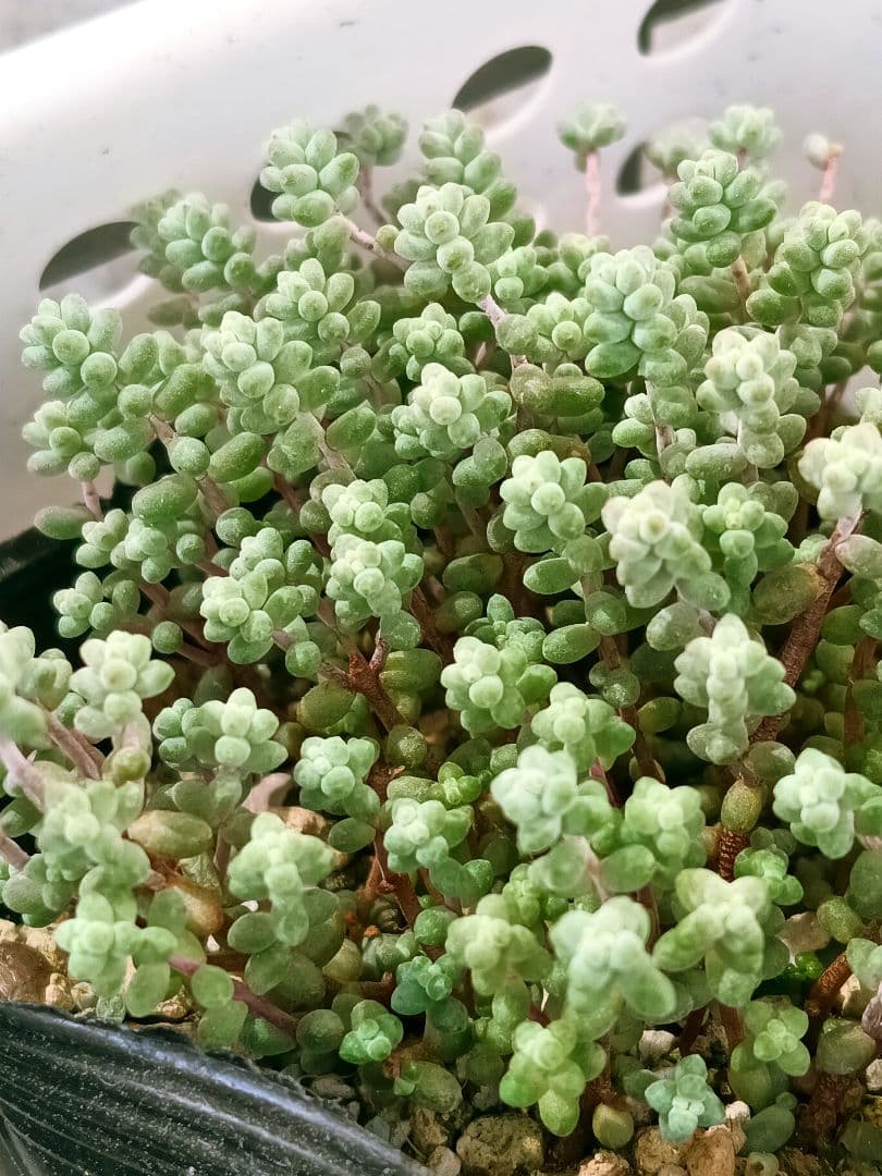 多肉植物 セダム　木立性ブレビフォリウム　そよ風の天使　10カット