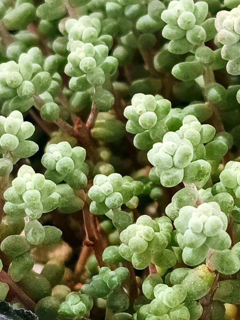 多肉植物 セダム　木立性ブレビフォリウム　そよ風の天使　10カット