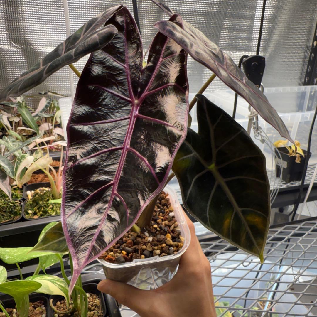 福*井様 希少 アロカシア ブラックサタンピンクボーン 芋