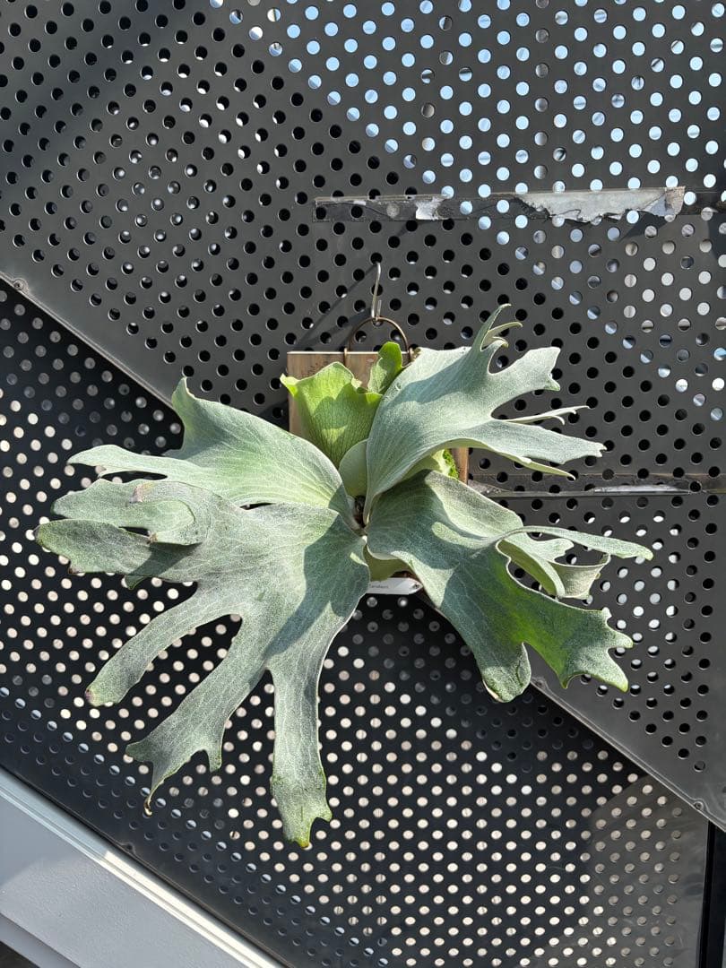 GINKA 銀貨　ギンカ　オリジナル　ハルハナタグ　子株