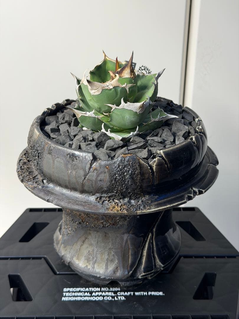 アガベ　チタノタ　白サイ