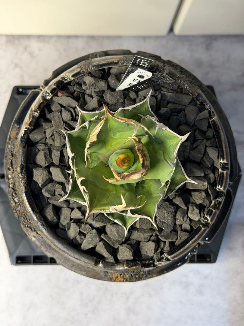 アガベ　チタノタ　白サイ