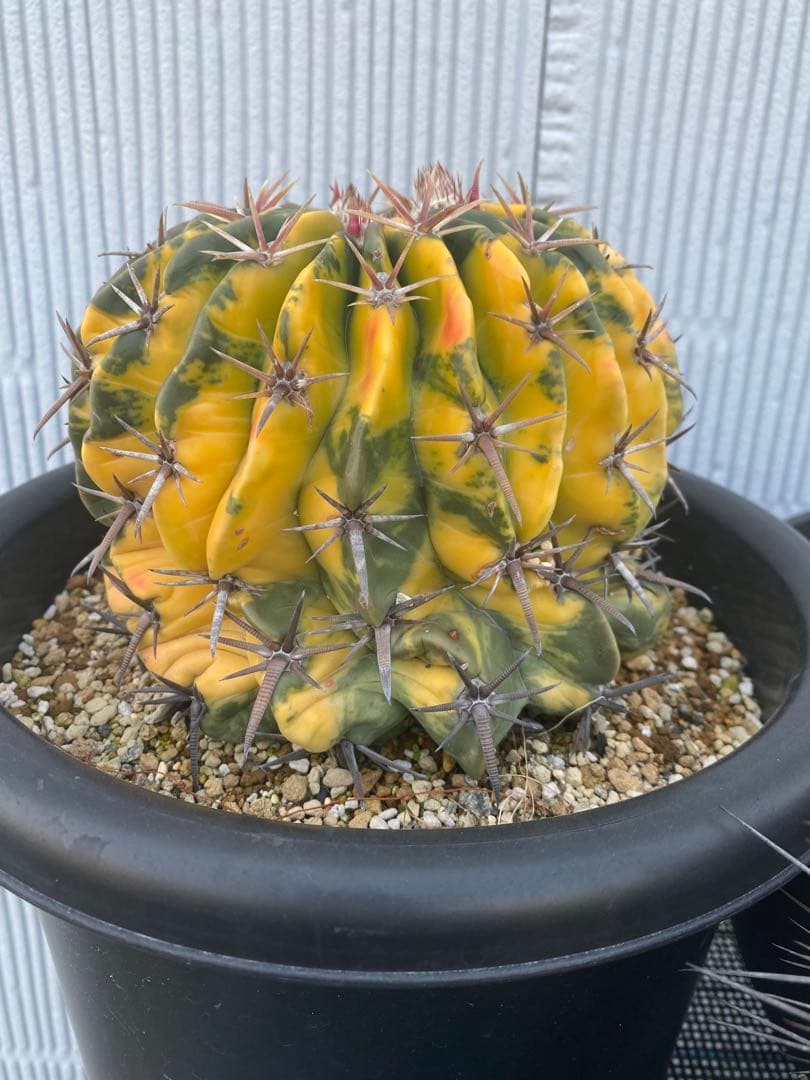 サボテン　ホマロケファラ　綾波錦