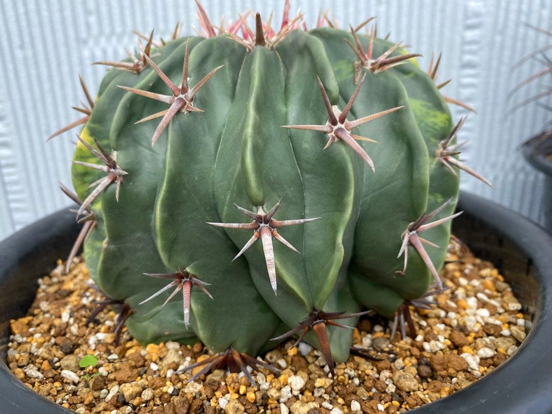 サボテン　ホマロケファラ　綾波錦