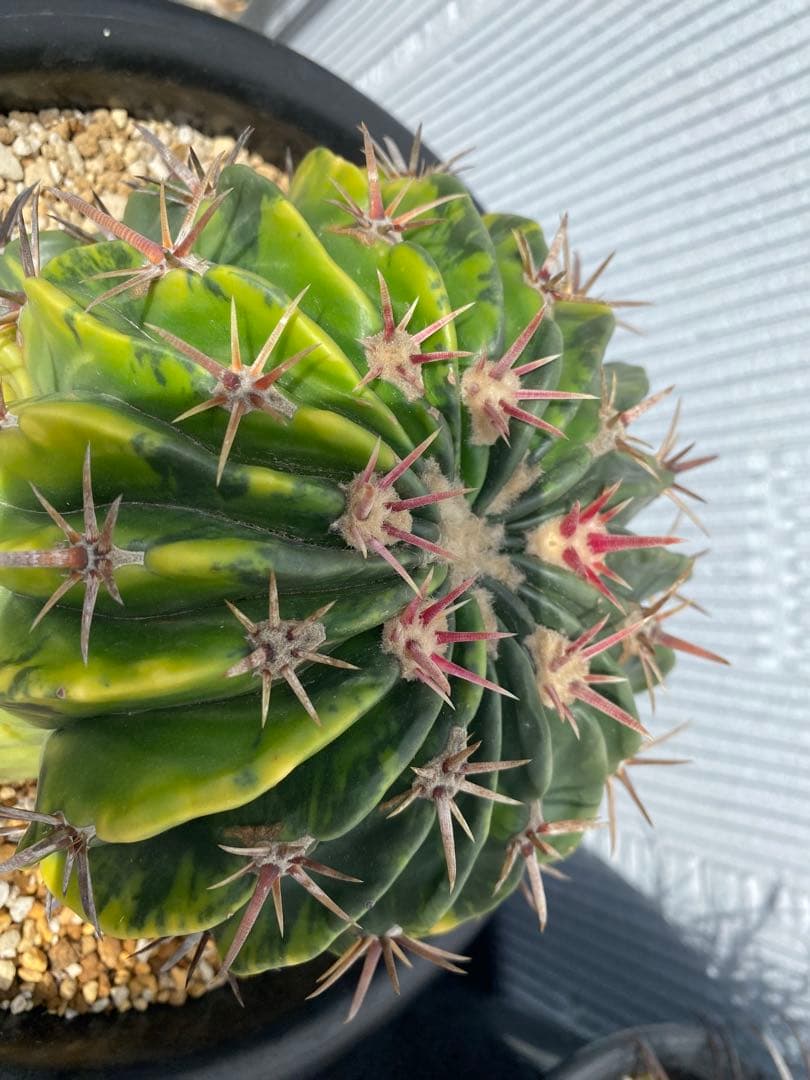 サボテン　ホマロケファラ　綾波錦