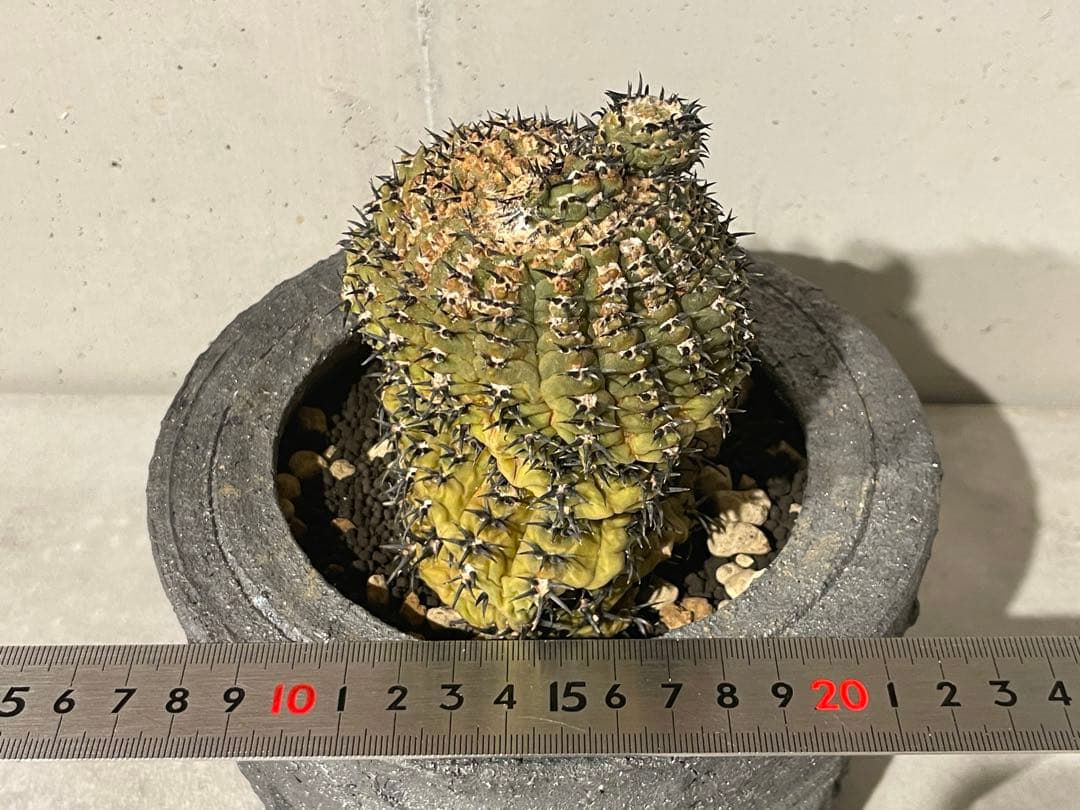 ■黒刺強短刺 ギムノカリキウム・バッテリー 古株/11cm■カキコ付 コピアポア