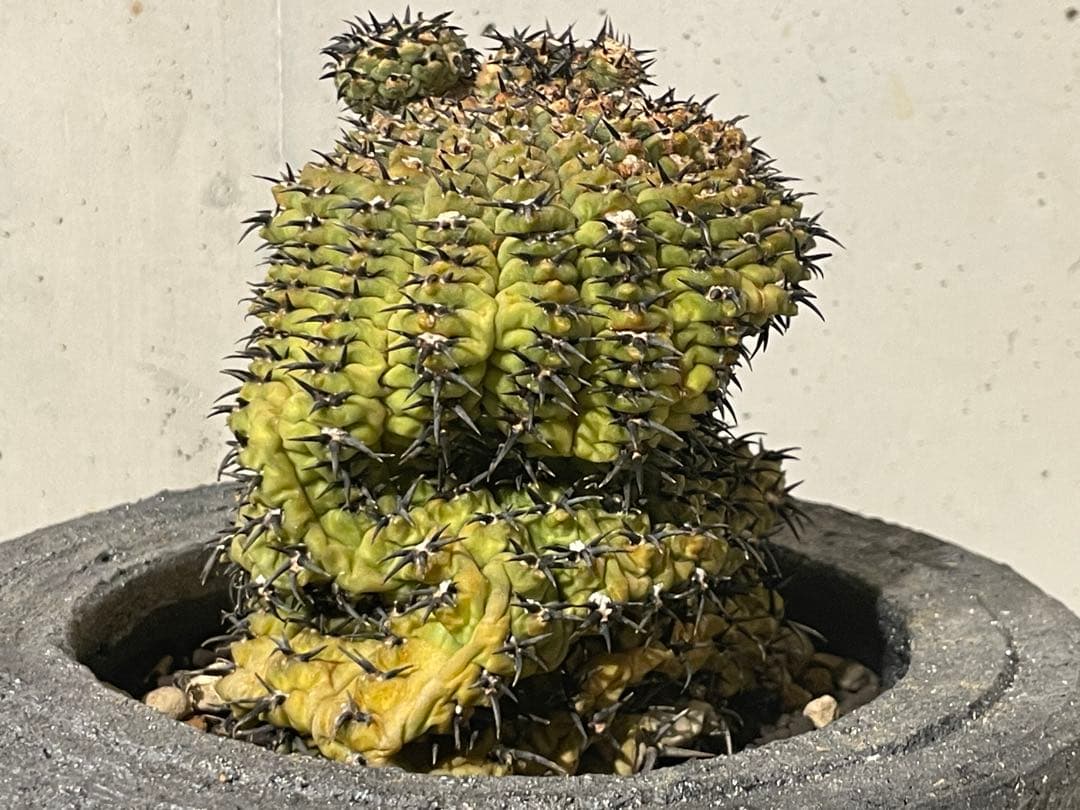 ■黒刺強短刺 ギムノカリキウム・バッテリー 古株/11cm■カキコ付 コピアポア