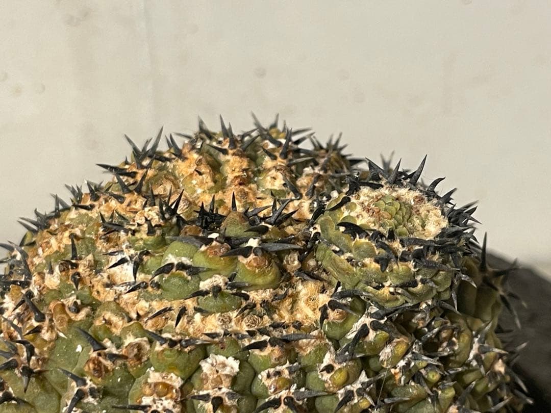 ■黒刺強短刺 ギムノカリキウム・バッテリー 古株/11cm■カキコ付 コピアポア