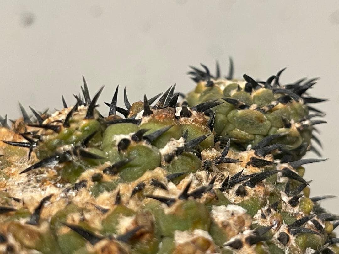 ■黒刺強短刺 ギムノカリキウム・バッテリー 古株/11cm■カキコ付 コピアポア