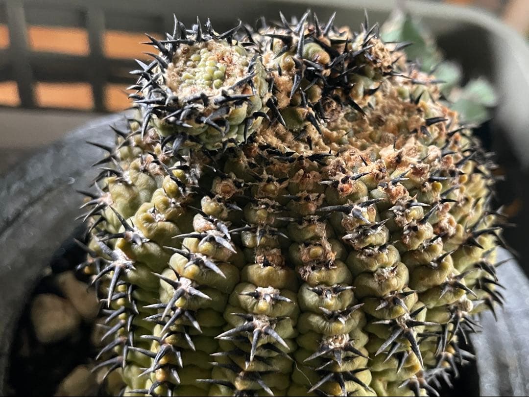 ■黒刺強短刺 ギムノカリキウム・バッテリー 古株/11cm■カキコ付 コピアポア