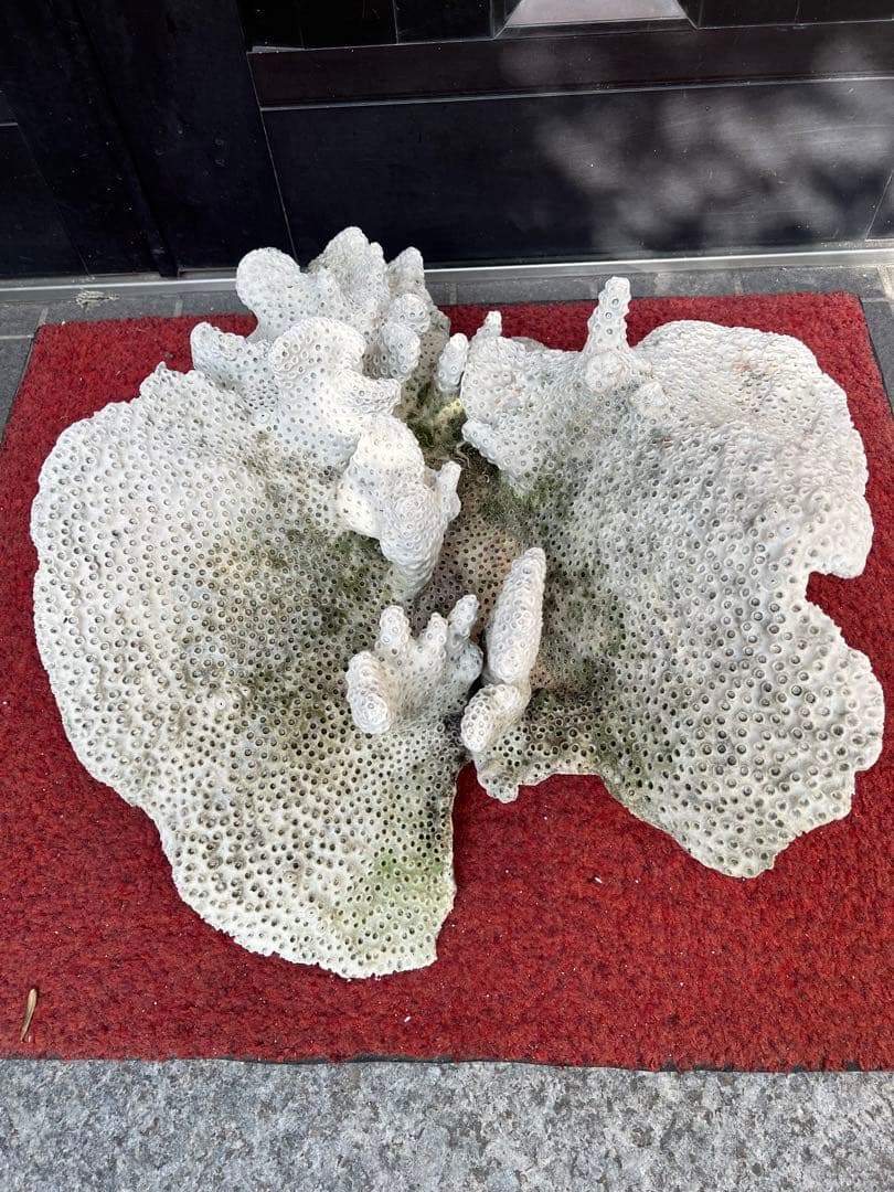 特大天然珊瑚　置き物インテリア　熱帯風