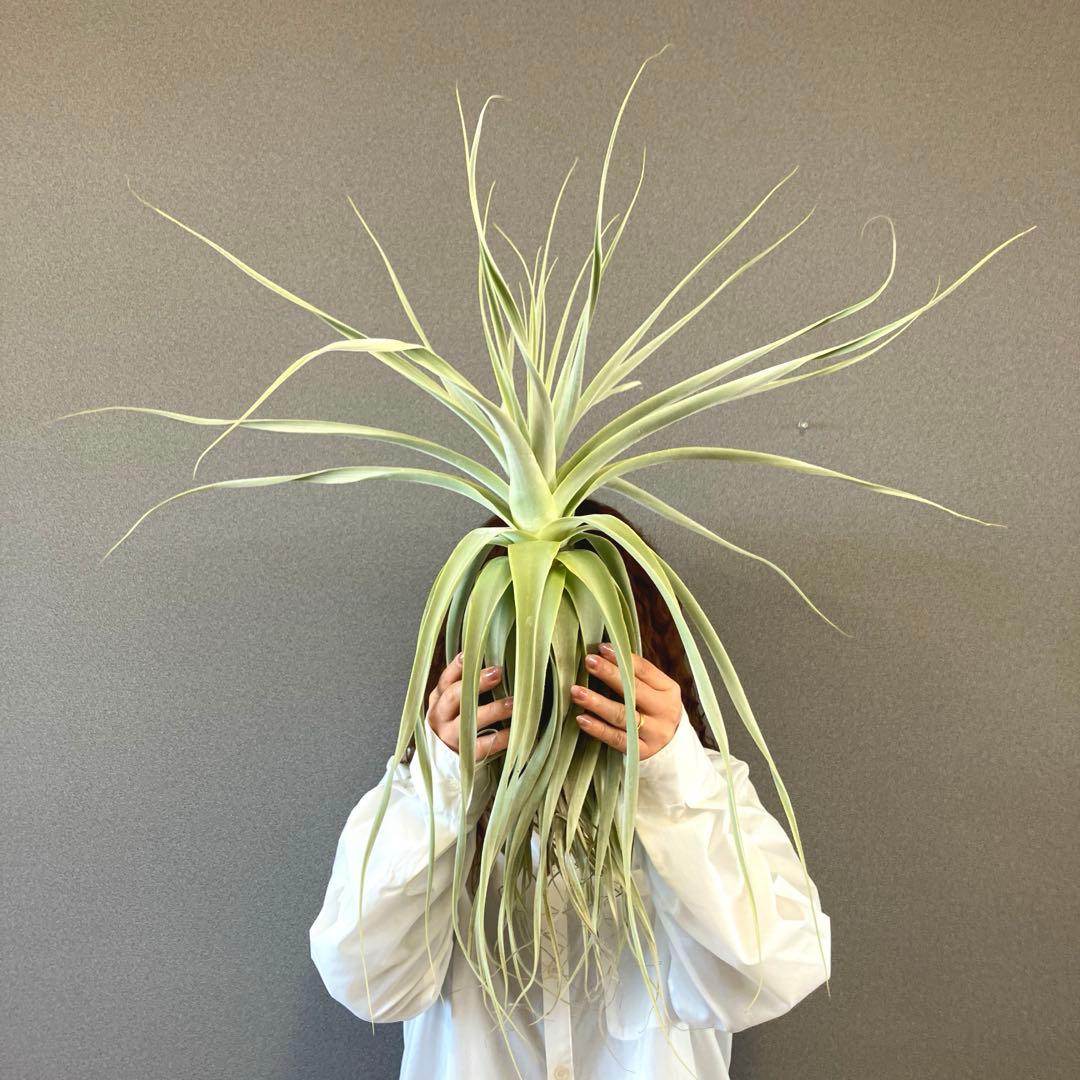 超希少❗️超特大❗️チランジア　ストラミネア✨