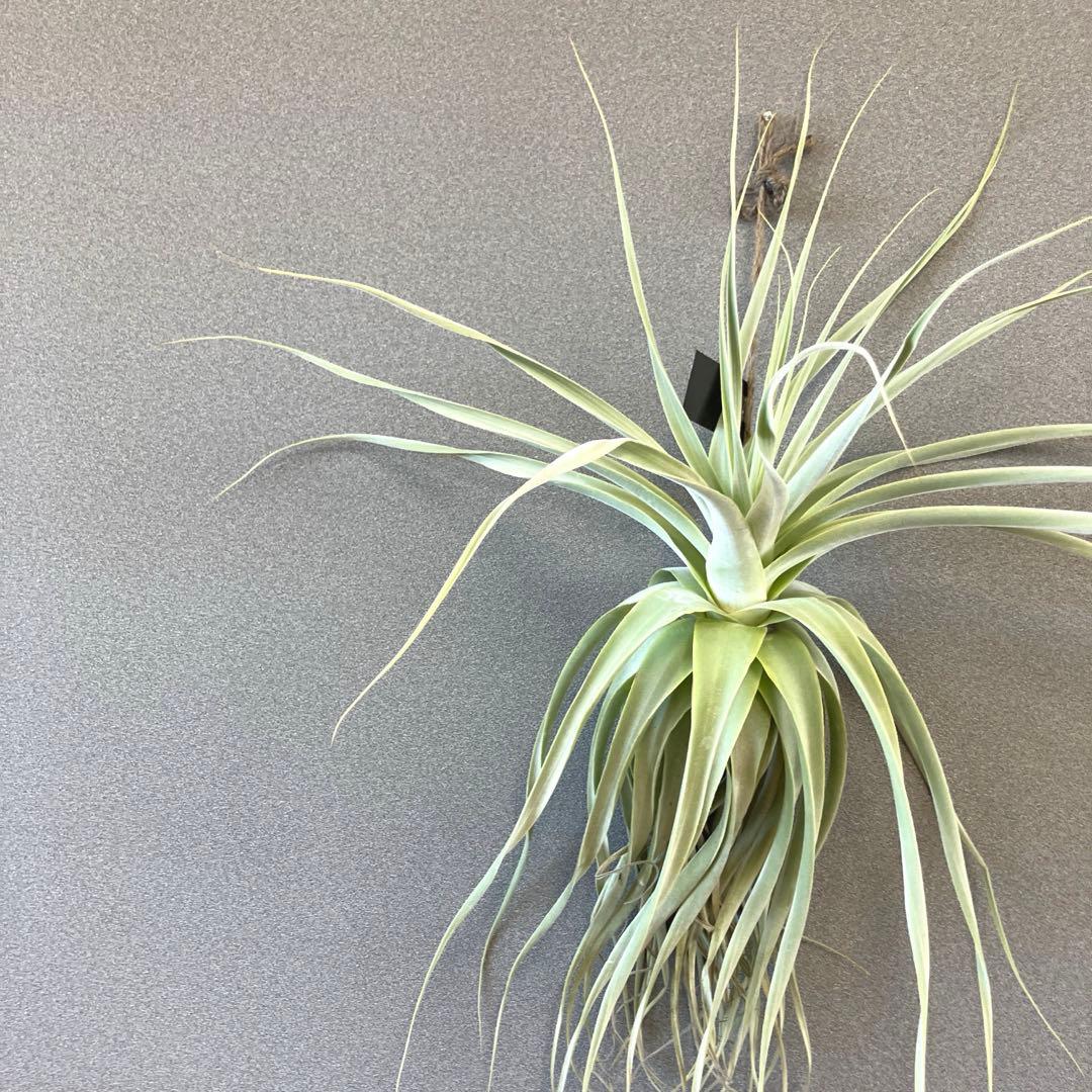 超希少❗️超特大❗️チランジア　ストラミネア✨