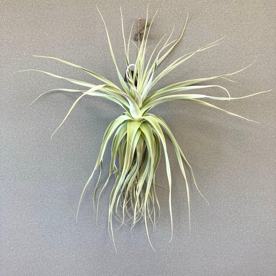 超希少❗️超特大❗️チランジア　ストラミネア✨