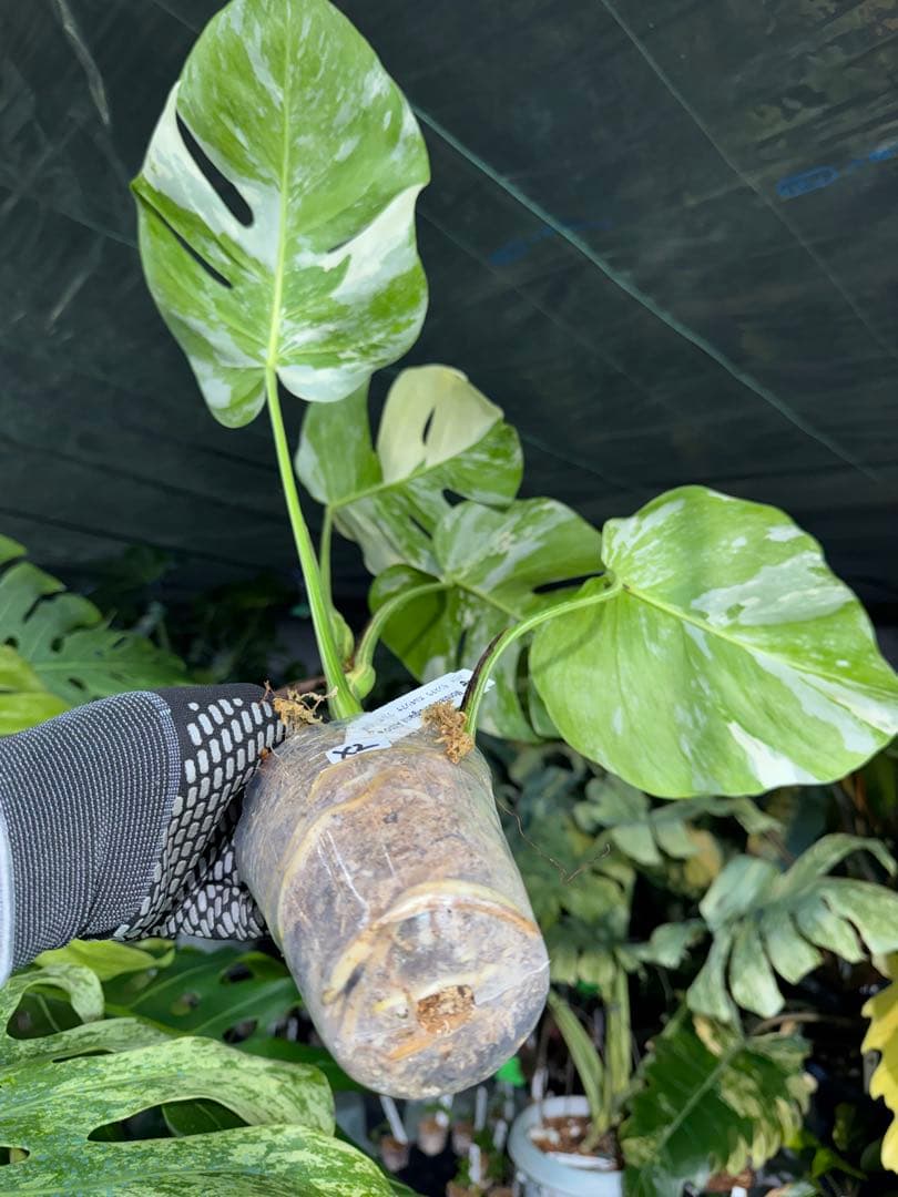 X2 モンステラ　ボルギシアナ　アルボ　ホワイトタイガー白斑　健康カット苗