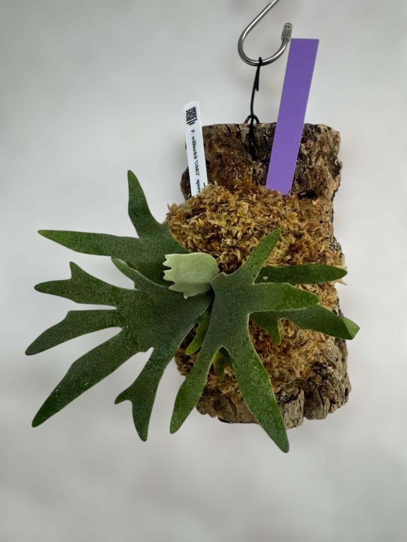 P. willinckii 'OMG'spore コルク　ビカクシダ　紫