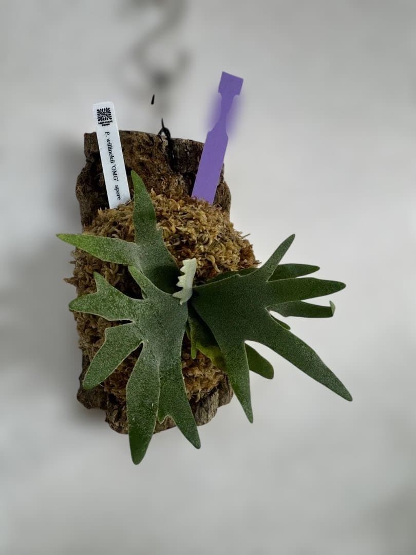 P. willinckii 'OMG'spore コルク　ビカクシダ　紫
