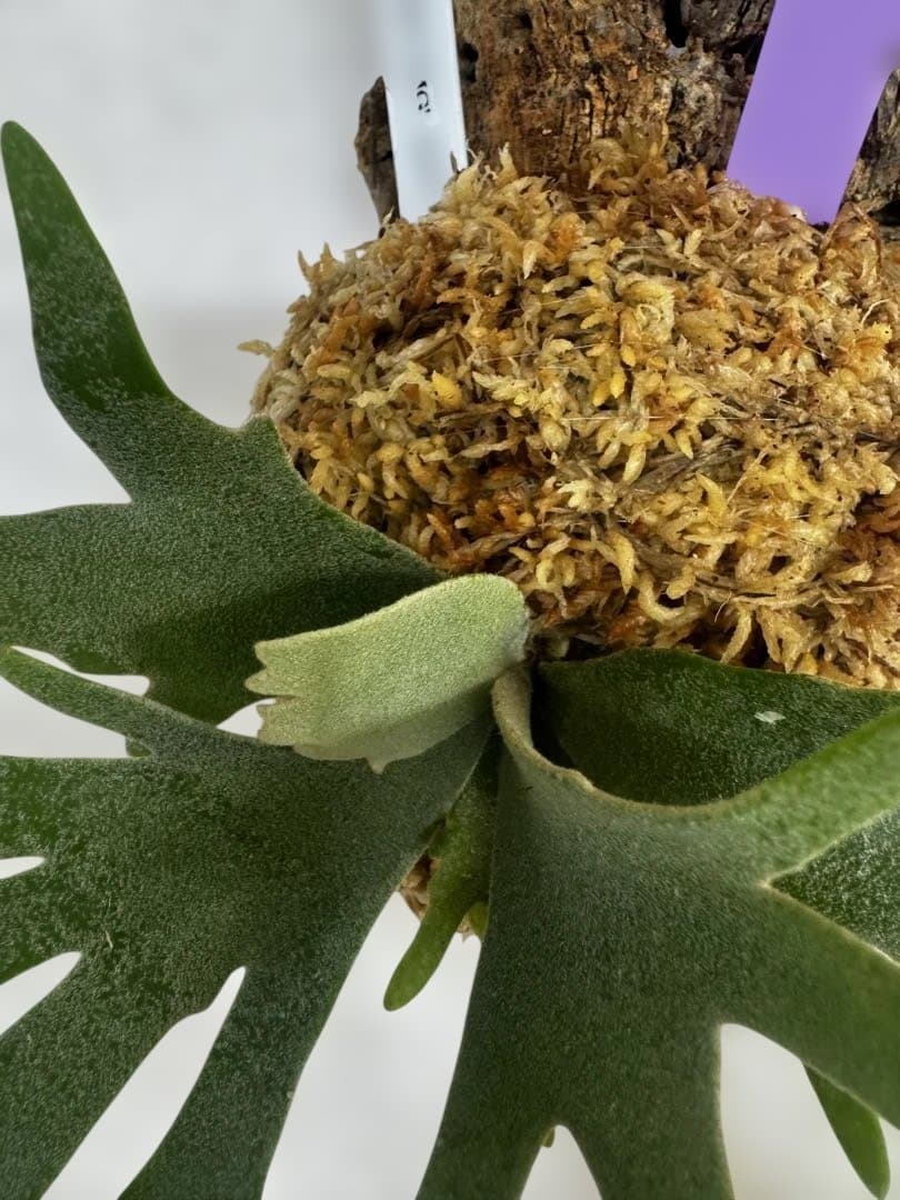 P. willinckii 'OMG'spore コルク　ビカクシダ　紫