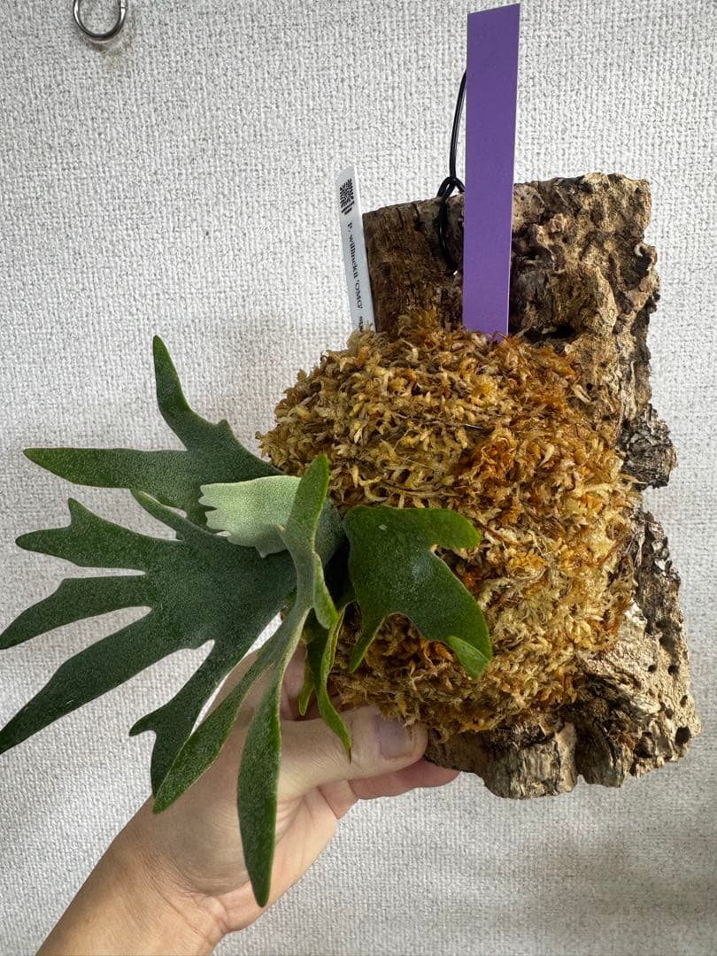 P. willinckii 'OMG'spore コルク　ビカクシダ　紫