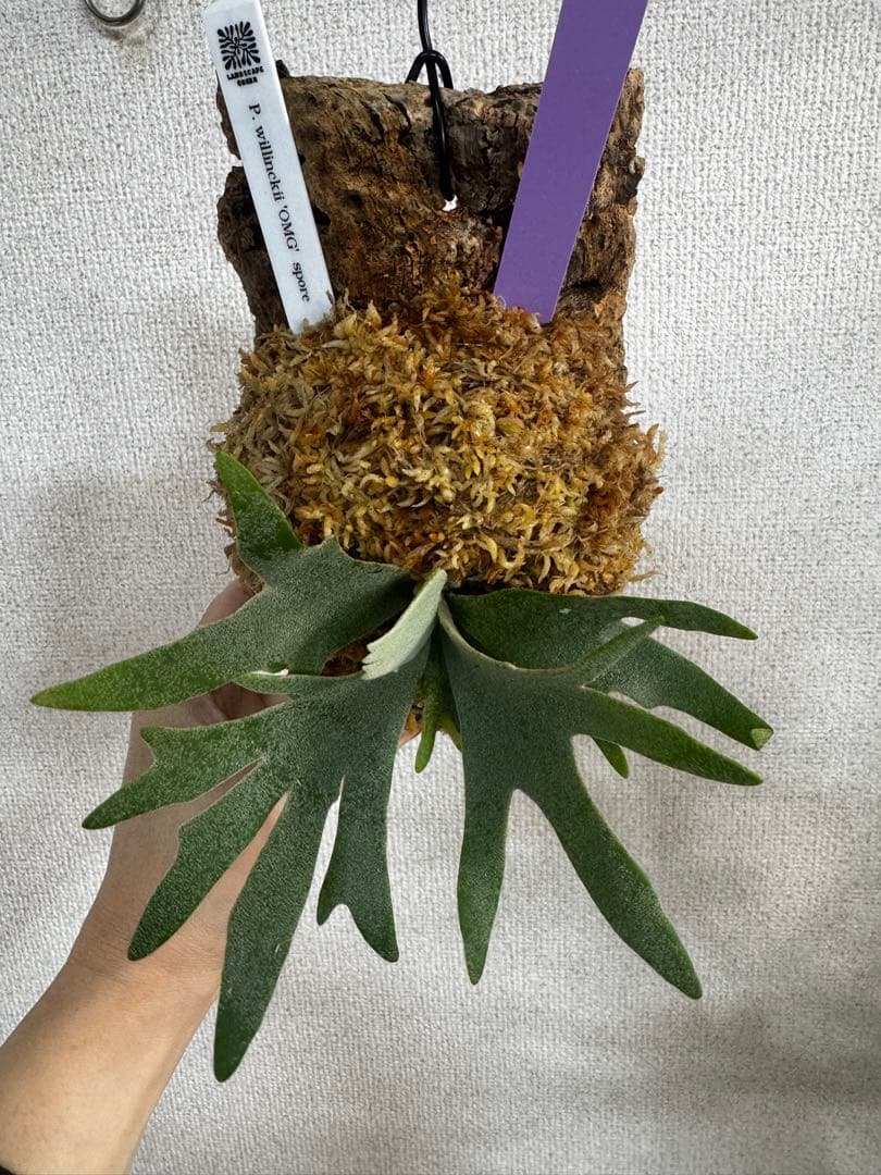 P. willinckii 'OMG'spore コルク　ビカクシダ　紫