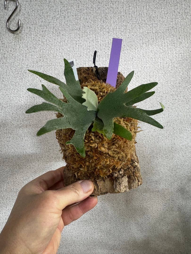 P. willinckii 'OMG'spore コルク　ビカクシダ　紫